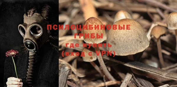 сатива Бородино