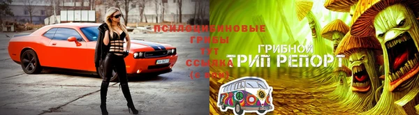 прущие грибы Бронницы